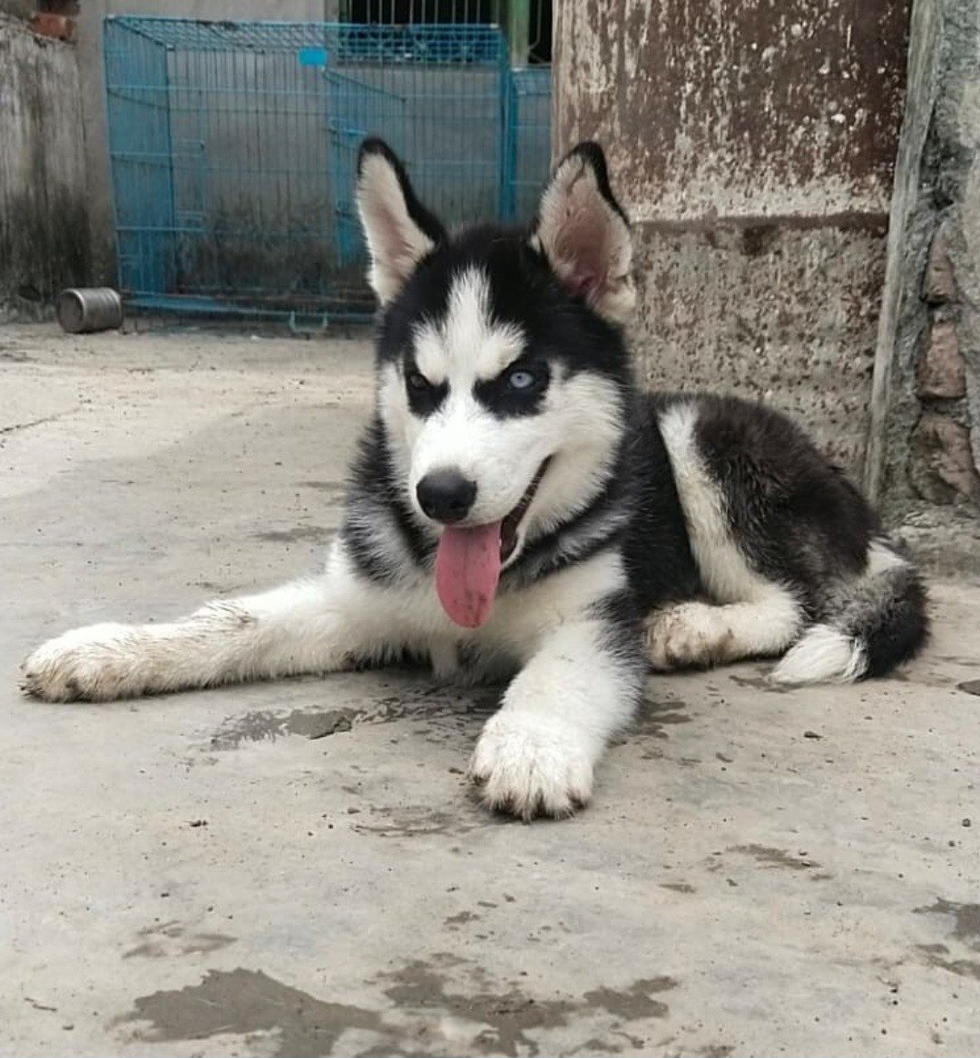 Kabeer Pet Food Shop