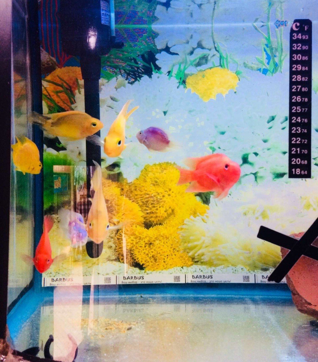 Honey Fish Aquarium