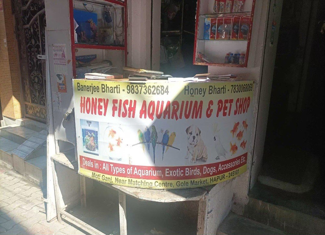 Honey Fish Aquarium