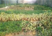 Akash Farm and Nursery