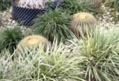 Nisha Nursery and Landscape