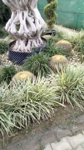 Nisha Nursery and Landscape
