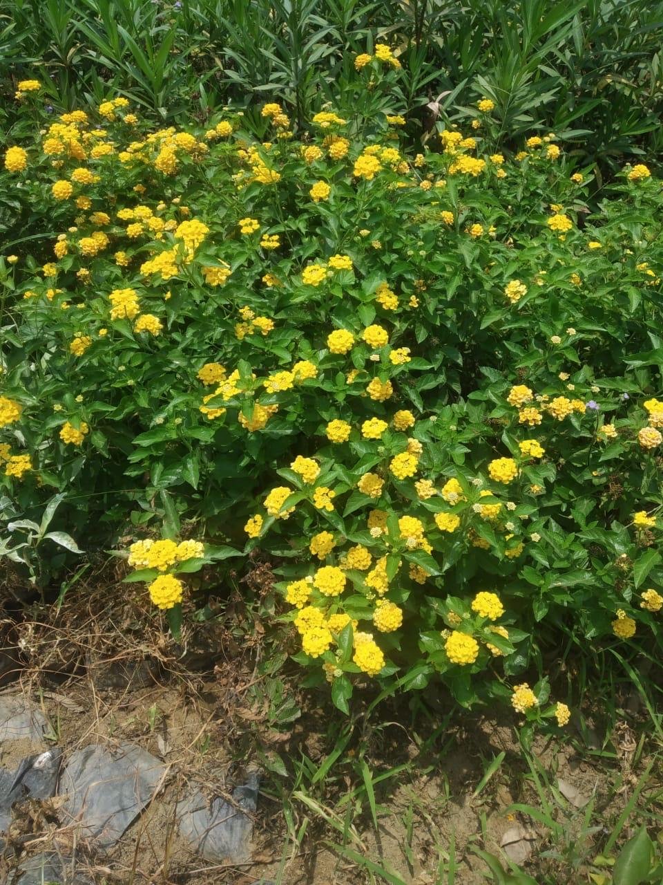 Nisha Nursery and Landscape