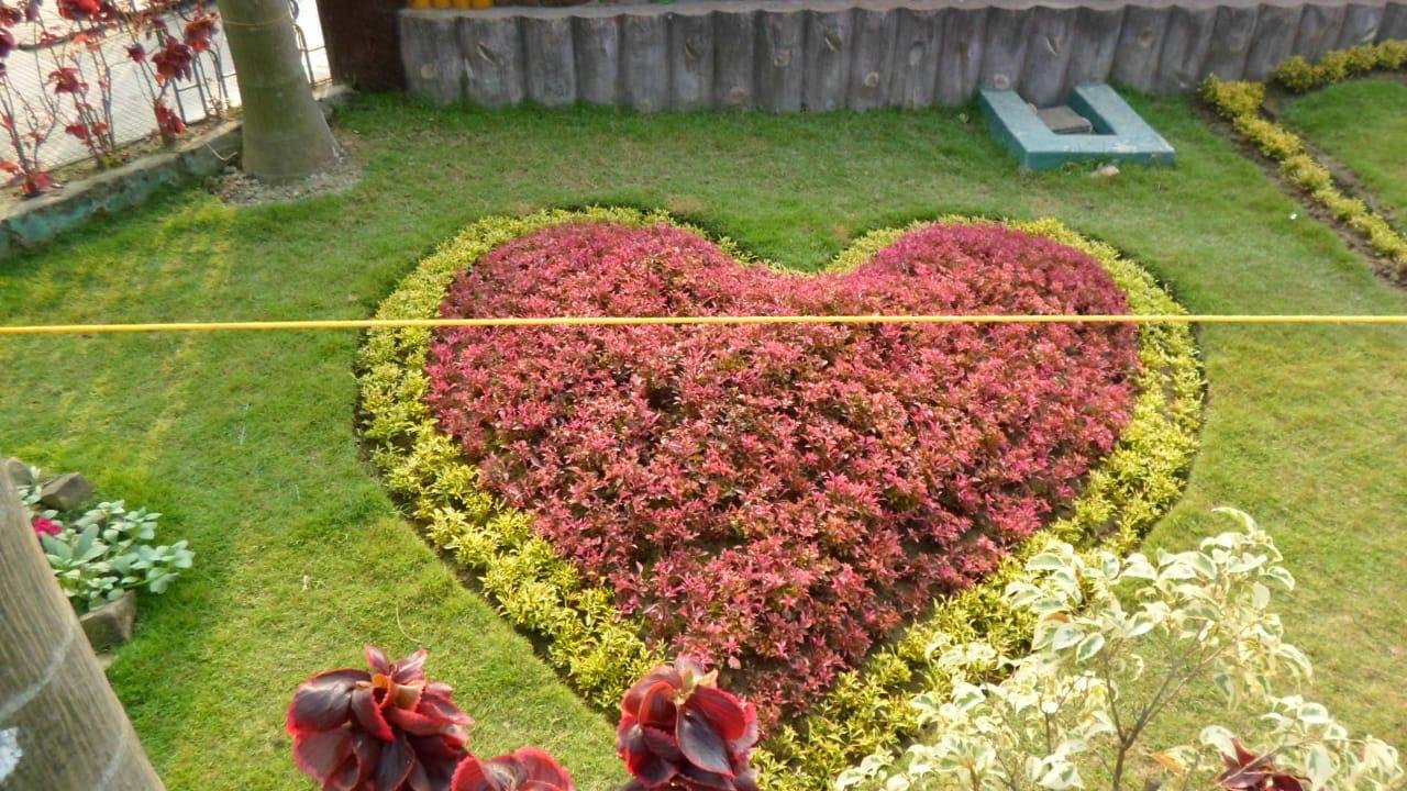 Nisha Nursery and Landscape