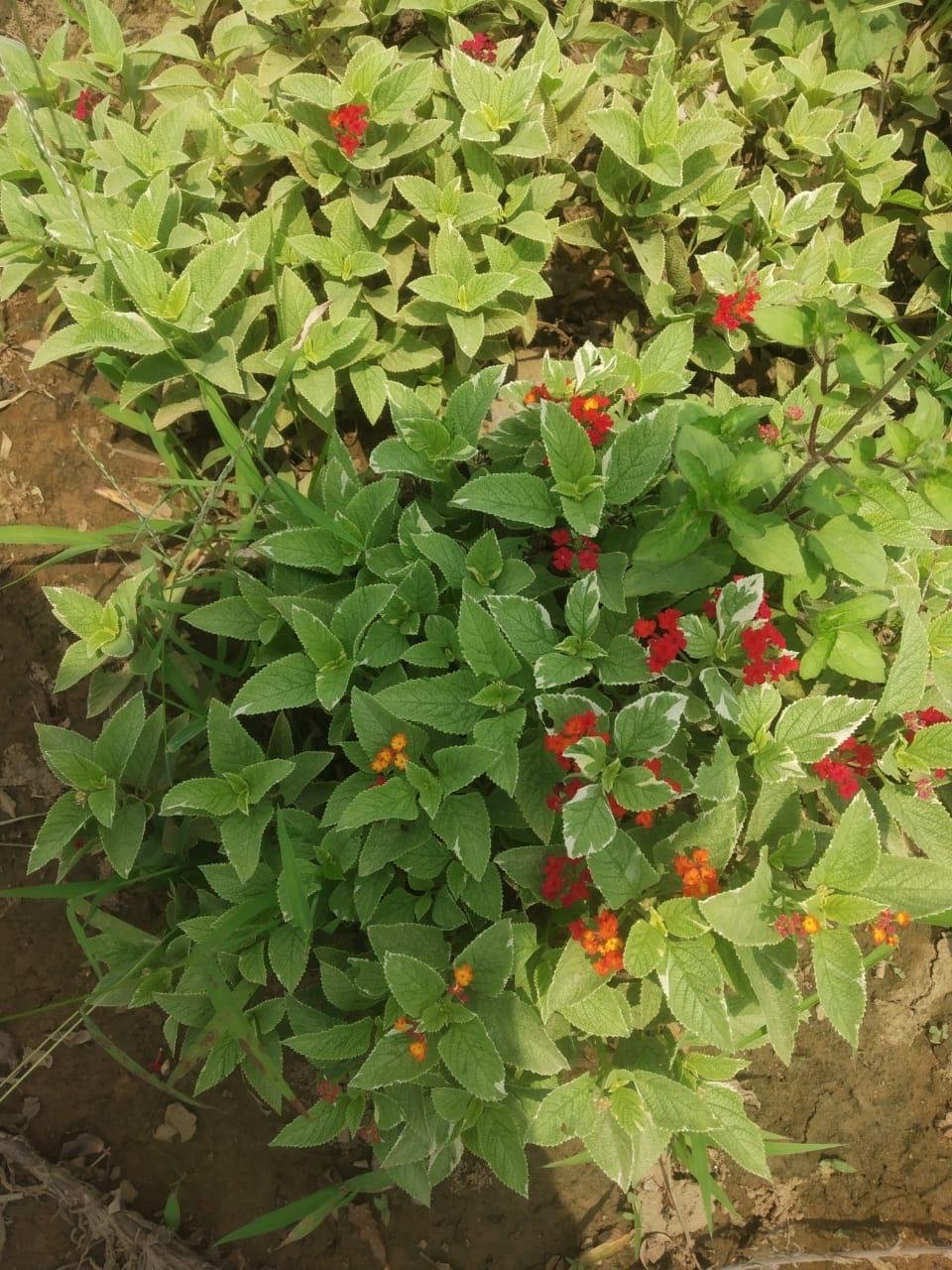 Nisha Nursery and Landscape