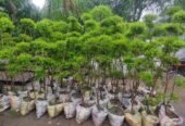 Nisha Nursery and Landscape