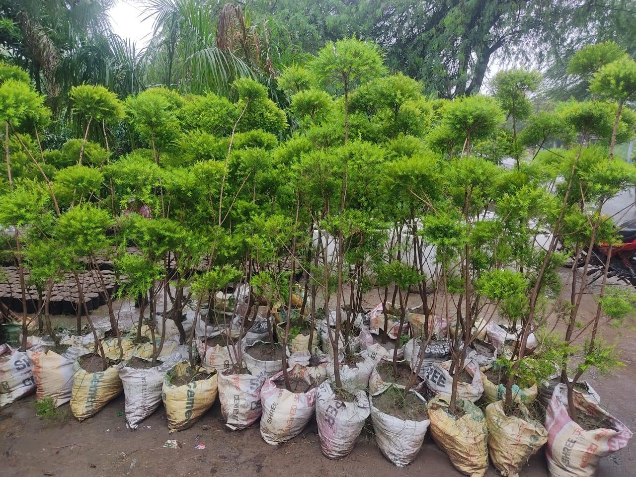 Nisha Nursery and Landscape