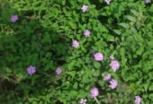 Nisha Nursery and Landscape